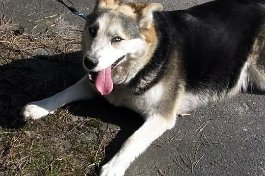 Wspaniała, niebieskooka Bluebell :)