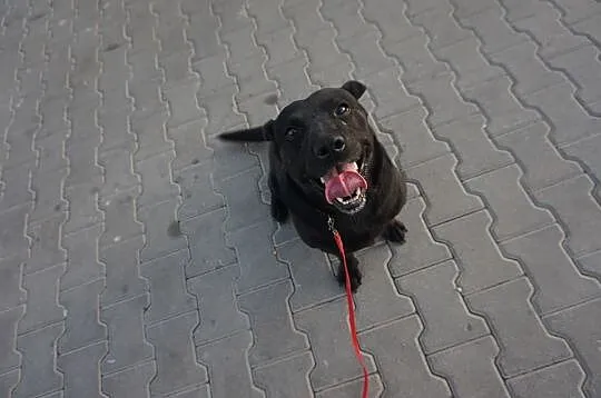 Wspaniała suczka, MINI LABRADOR, kochająca człowieka