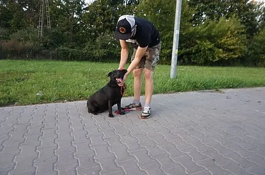 Wspaniała suczka, MINI LABRADOR, kochająca człowie
