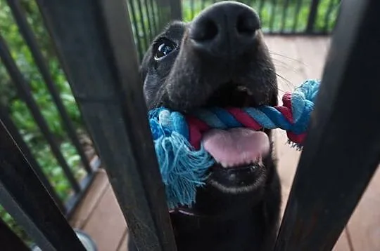 Wspaniała suczka, MINI LABRADOR, kochająca człowie