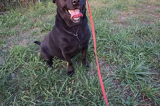 Wspaniała suczka, MINI LABRADOR, kochająca człowie