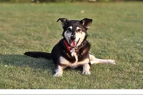 Poznaj tego gościa i go adoptuj :),  Kundelki cała