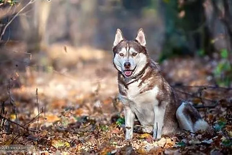 DAFNE suczka w typie husky do adopcji,  łódzkie Skierniewice