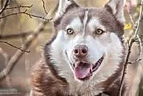 DAFNE suczka w typie husky do adopcji,  łódzkie Sk