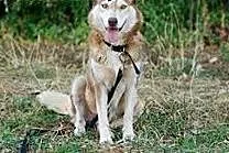 DAFNE suczka w typie husky do adopcji,  łódzkie Sk