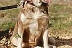 DAFNE suczka w typie husky do adopcji,  łódzkie Sk