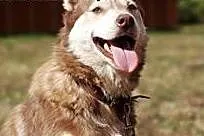 DAFNE suczka w typie husky do adopcji,  łódzkie Sk