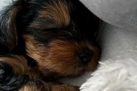 YORKI, Kujawsko-pomorskie, Łubianka