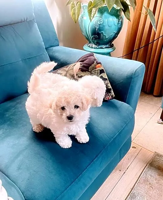 Bichon Frise, Łódzkie, Łódź