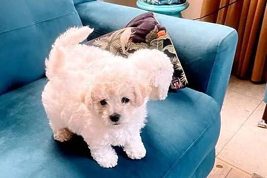 Bichon Frise, Łódzkie, Łódź