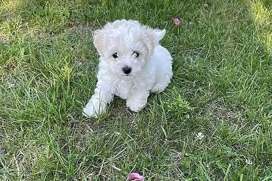 Bichon Frise, Łódzkie, Łódź
