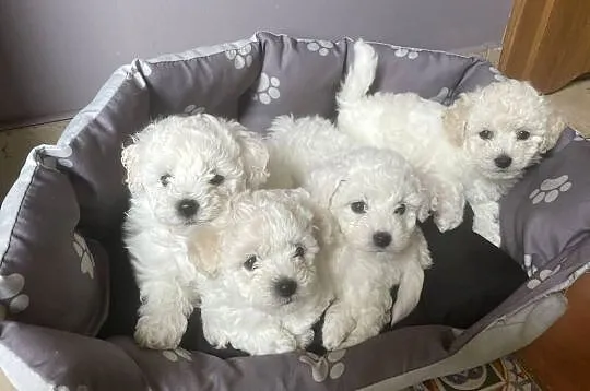 Bichon Frise, Łódzkie, Łódź