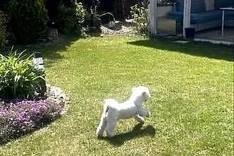 Bichon Frise, Łódzkie, Łódź