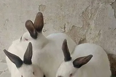 Samiec Kalifornia polecam, Świętokrzyskie, Czarzyzna