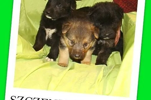 7 tyg.szczenięta LILUSIE,suczki,pieski docelowo 13-18 kg,  małopolskie Kraków