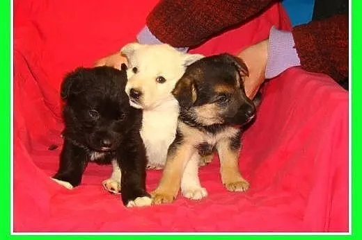 7 tyg.szczenięta LILUSIE,suczki,pieski docelowo 13