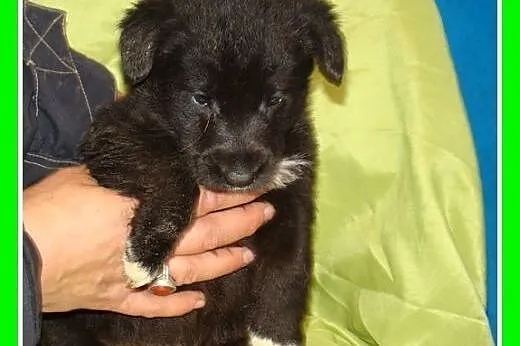 7 tyg.szczenięta LILUSIE,suczki,pieski docelowo 13