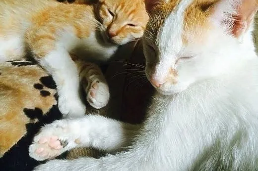 Rudszy sam lub w pakiecie z bratem szuka domu!,  m