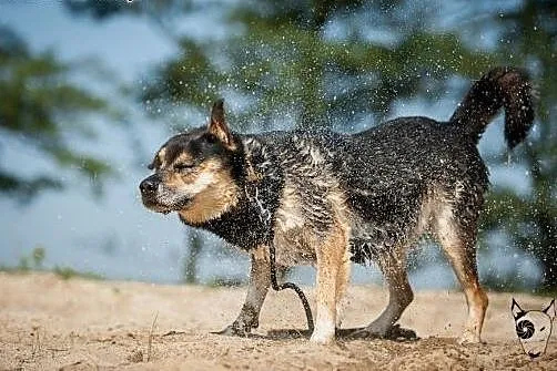 BERCIK - takiego psa nie widział świat - same zale