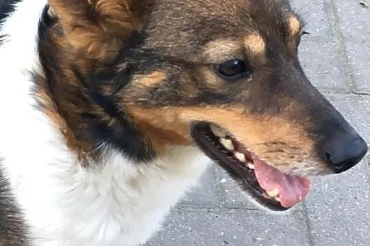 Maksiu - jedyny w swoim rodzaju psiak szuka nowej rodziny, Łódzkie, Łódź