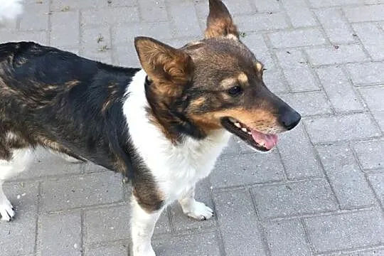 Maksiu - jedyny w swoim rodzaju psiak szuka nowej rodziny, Łódzkie, Łódź
