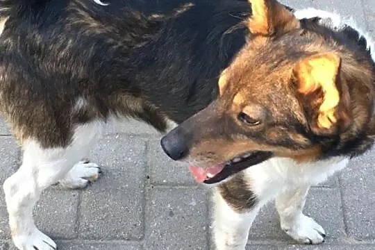 Maksiu - jedyny w swoim rodzaju psiak szuka nowej rodziny, Łódzkie, Łódź