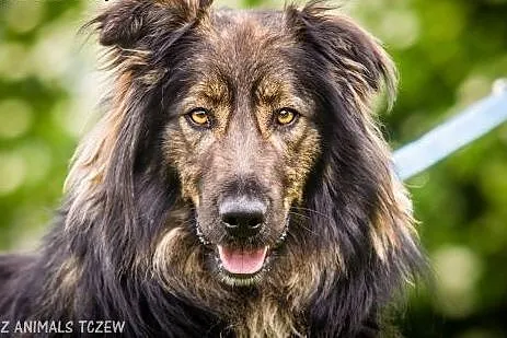 OTOZ Animals - Martynek - śliczny psiak w typie ow
