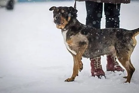 Młody, mały Kropek, oryginalnie umaszczony, wesoły