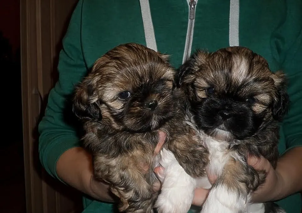 Urocze szczenięta SHIH TZU