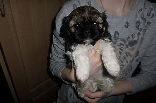 Urocze szczenięta SHIH TZU