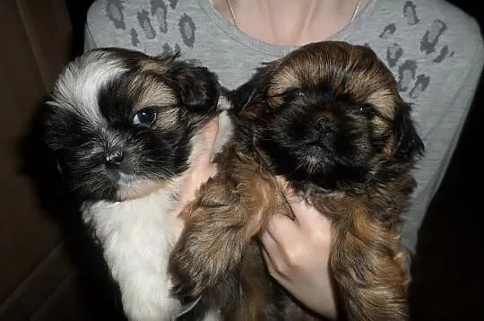 Urocze szczenięta SHIH TZU