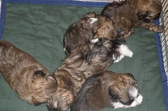 Urocze szczenięta SHIH TZU