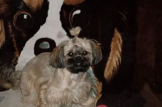 Urocze szczenięta SHIH TZU
