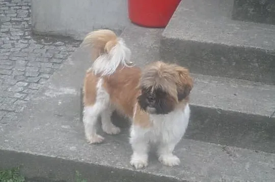 Urocze szczenięta SHIH TZU