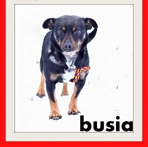 BUSIA,7kg,mała,łagodna,delikatna,grzeczna suczka.A