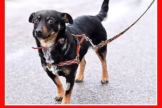 BUSIA,7kg,mała,łagodna,delikatna,grzeczna suczka.A