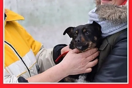 BUSIA,7kg,mała,łagodna,delikatna,grzeczna suczka.A