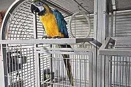 Ara Ararauna