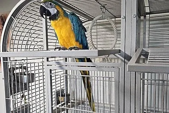 Ara Ararauna