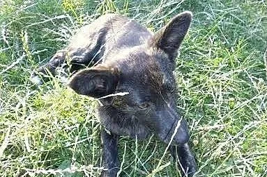 Łagodna, młodziutka kruszynka szuka domu!,  Kundel