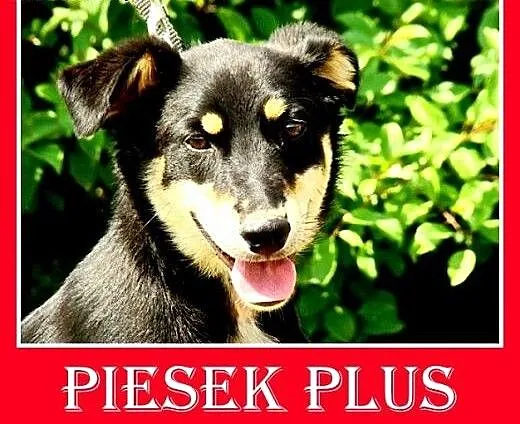 Jamnik mix,młody,łagodny,wesoły,tulaśny piesek PLU