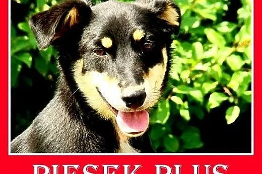 Jamnik mix,młody,łagodny,wesoły,tulaśny piesek PLU