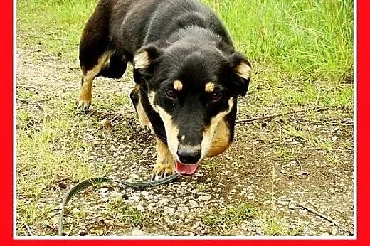 Jamnik mix,młody,łagodny,wesoły,tulaśny piesek PLU