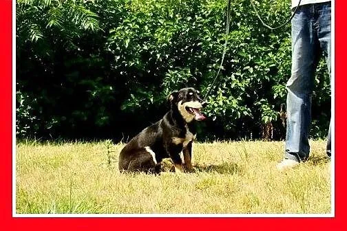 Jamnik mix,młody,łagodny,wesoły,tulaśny piesek PLU