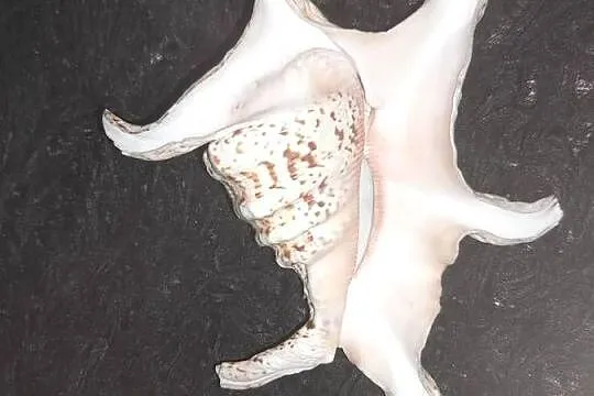 Muszla morska Harpago chiragra 16cm