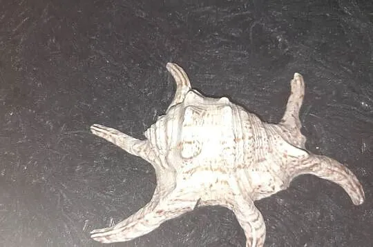 Muszla morska Harpago chiragra 16cm, Małopolskie, Wieliczka