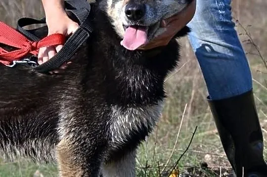 DALIA :) mądra, żywiołowa! Fantastyczna :) Ideał czeka na Ciebie!