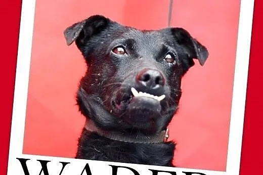 Jego pasją,polowanie na ćmy,2 letni oryginał,średni pies WADER.Adopcja,  małopolskie Kraków