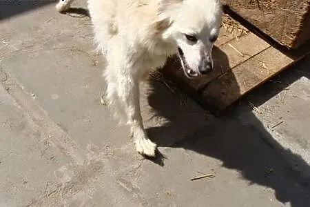 Piękna bielutka Malta szuka przyjaciela na całe ży
