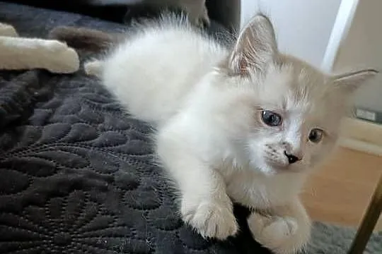 Kocurek 100% Ragdoll FPL, Zachodniopomorskie, Pełczyce